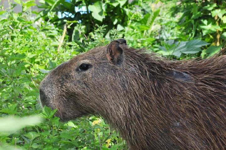 Dia Internacional da Capivara