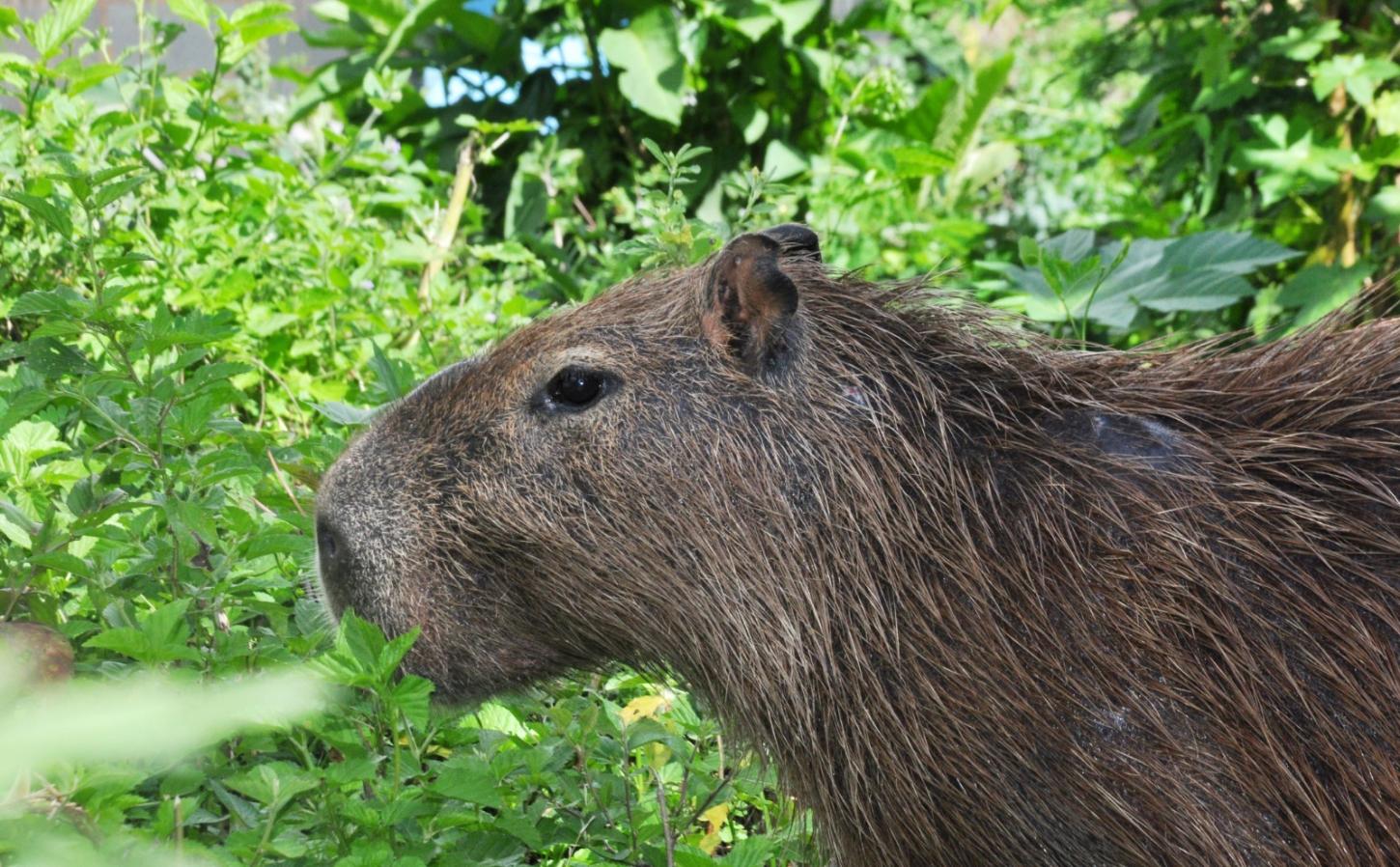 Dia Internacional da Capivara