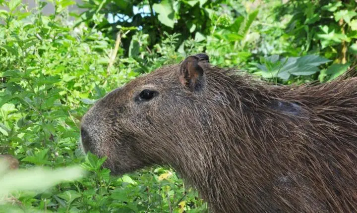 Dia Internacional da Capivara